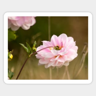 clb pink dahlia Sticker